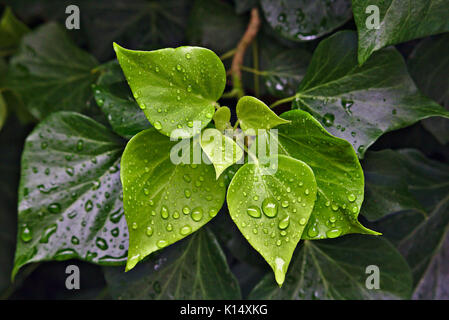 Rain drops on bright and dark green leaves Stock Photo