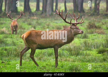 Red stag in a meadow in the rut with rival in the background