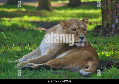 Lioness lying in the shade under a tree with sunny spots in the background Stock Photo