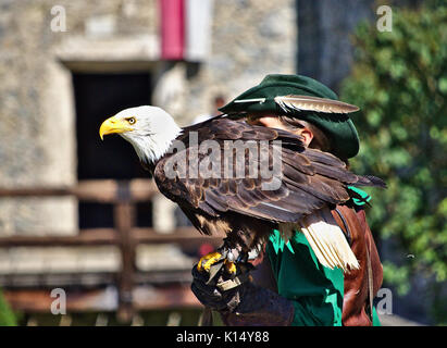 Bald eagle perched on its falconer's hand in bright sunlight Stock Photo