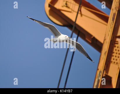 Common gull and orange crane in front of a blue sky Stock Photo