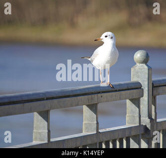 Black-headed gull in winter plumage perched on a metal rail Stock Photo