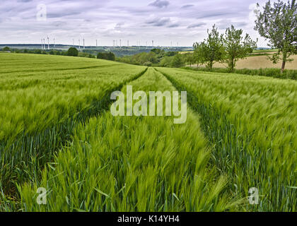 Barley field with wind power stations in the distance Stock Photo