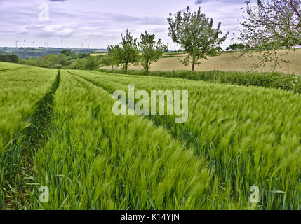 Barley field with wind power stations in the distance Stock Photo