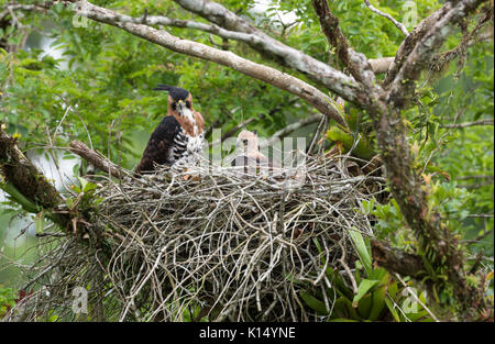 Adult Ornate Hawk-Eagle (Spizaetus ornatus) and immature at nest Stock Photo