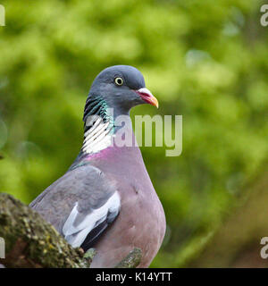 Portrait of a common wood pigeon Stock Photo