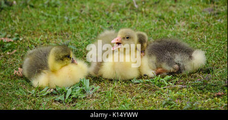 Goslings huddled together on green grass Stock Photo