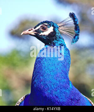 Portrait of a male peacock Stock Photo