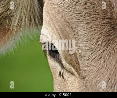 Closeup portrait of a cow with teardrop and fly Stock Photo