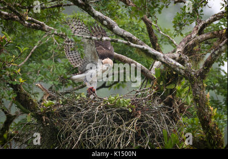 Immature Ornate Hawk-Eagle (Spizaetus ornatus) at its nest Stock Photo