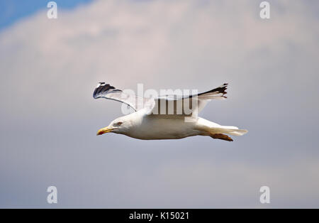 Herring gull in flight with wings spread Stock Photo