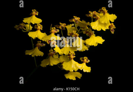 Wild orchid (Oncidium flexuosum) from the Atlantic Rainforest Stock Photo