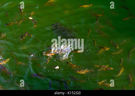 Fish catfish and ide live in ponds to cool the Chernobyl nuclear power plant. Dead radioactive zone. Consequences of the Chernobyl nuclear disaster, A Stock Photo