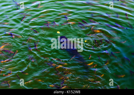 Fish catfish and ide live in ponds to cool the Chernobyl nuclear power plant. Dead radioactive zone. Consequences of the Chernobyl nuclear disaster, A Stock Photo