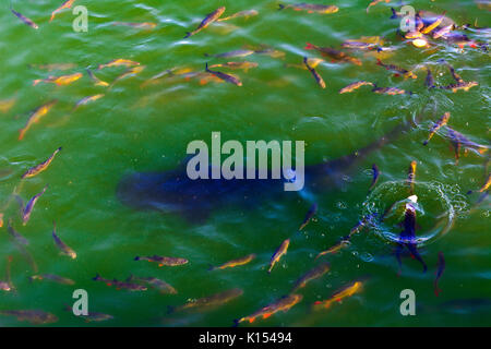 Fish catfish and ide live in ponds to cool the Chernobyl nuclear power plant. Dead radioactive zone. Consequences of the Chernobyl nuclear disaster, A Stock Photo