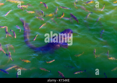 Fish catfish and ide live in ponds to cool the Chernobyl nuclear power plant. Dead radioactive zone. Consequences of the Chernobyl nuclear disaster, A Stock Photo