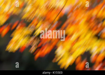 Natural Blur Golden Bokeh Leaf Wallpaper Autumn Background Fall Stock Photo Alamy If you have your own one, just send us the image and we will show it on the. natural blur golden bokeh leaf