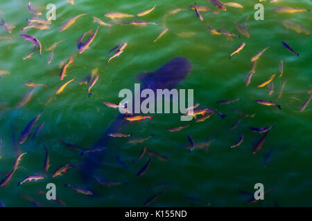 Fish catfish and ide live in ponds to cool the Chernobyl nuclear power plant. Dead radioactive zone. Consequences of the Chernobyl nuclear disaster, A Stock Photo