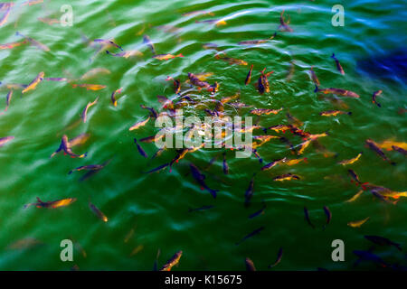 Fish catfish and ide live in ponds to cool the Chernobyl nuclear power plant. Dead radioactive zone. Consequences of the Chernobyl nuclear disaster, A Stock Photo