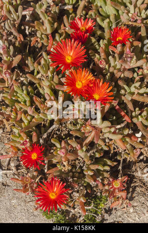 France, Corsica,  Cap Corse, Centuri, flowering succulents Stock Photo