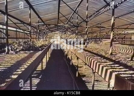 Rows of planters in a greenhouse at the United States Department of Agriculture experimental farm, Beltsville, Maryland, 1935. From the New York Public Library. Note: Image has been digitally colorized using a modern process. Colors may not be period-accurate. Stock Photo