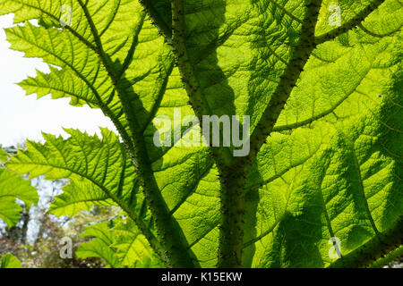 Leaf of Giant rhubarb (Gunnera manicata), The Lost Gardens of Heligan, Cornwall, England, United Kingdom Stock Photo