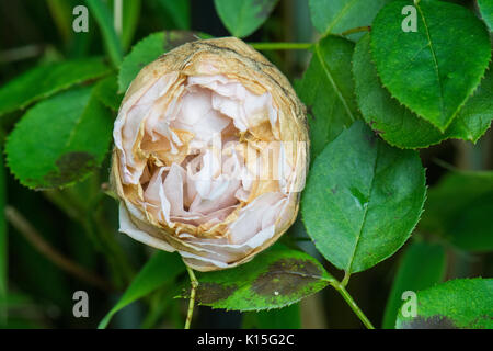 rose balling and black spot in rose grown in shady damp conditions - St Swithun Rose Stock Photo