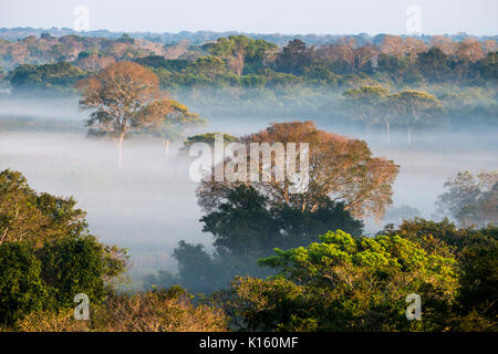 Morning fog at a forest in North Pantanal