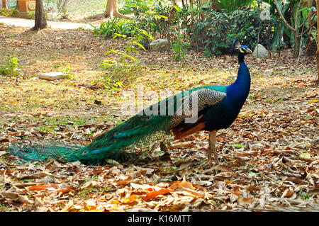 The Indian Peafowl is a resident breeder across the Indian subcontinent and is found in the drier lowland areas of Sri Lanka. Stock Photo