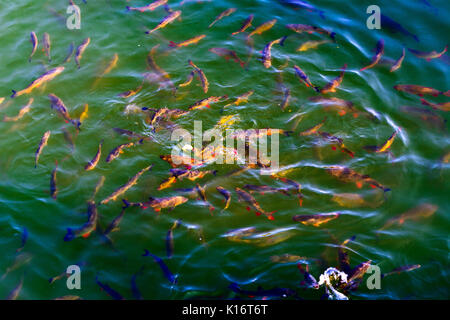 Fish catfish and ide live in ponds to cool the Chernobyl nuclear power plant. Dead radioactive zone. Consequences of the Chernobyl nuclear disaster, A Stock Photo