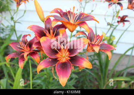 Forever Susan Asiatic lily Stock Photo - Alamy
