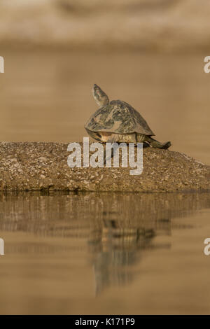 Indian Red-Crowned Roof Turtle (Batagur kachuga) in the Chambal River near Dholpur, Rajasthan. Stock Photo