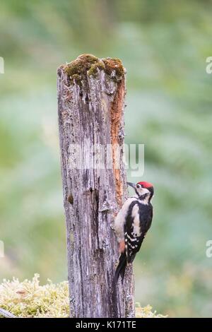 Greater spotted woodpecker feeding on post