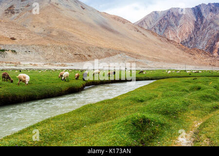 Animals with natural landscape in Leh Ladakh, Jammu and Kashmir, India Stock Photo