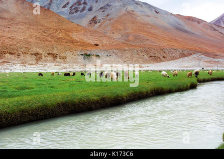 Animals with natural landscape in Leh Ladakh, Jammu and Kashmir, India Stock Photo