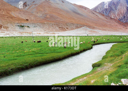 Animals with natural landscape in Leh Ladakh, Jammu and Kashmir, India Stock Photo