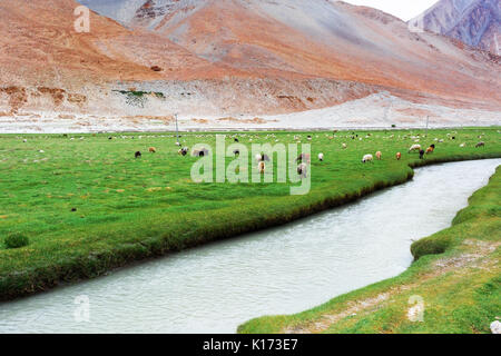 Animals with natural landscape in Leh Ladakh, Jammu and Kashmir, India Stock Photo