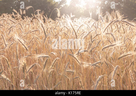 Wheat field in late afternoon summer sun ready for harvest Stock Photo