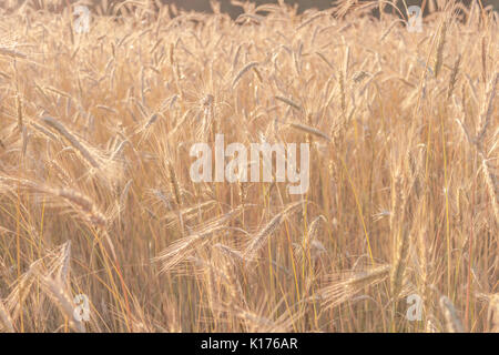 Wheat field in late afternoon summer sun ready for harvest Stock Photo