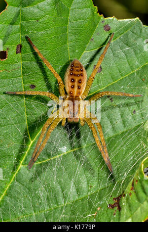 Young Raft spider Stock Photo