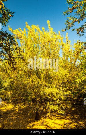 An almond orchard in late summer turns to a beautiful golden color as ...
