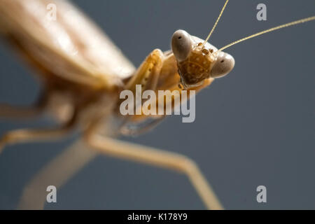 Sight of a mantis - portrait of an insect Stock Photo