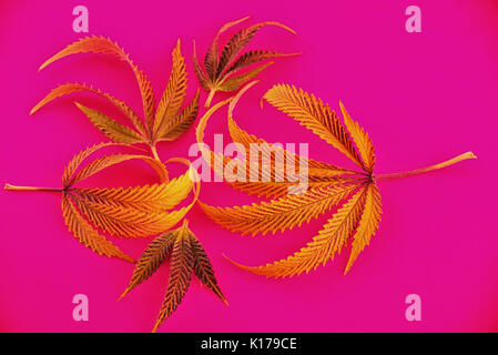Abstract background with colorful assorted cannabis leaves isolated over pink - medical marijuana cultivation concept Stock Photo