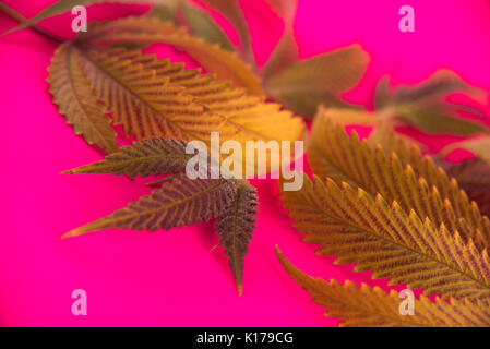 Abstract background with colorful assorted cannabis leaves isolated over pink - medical marijuana cultivation concept Stock Photo
