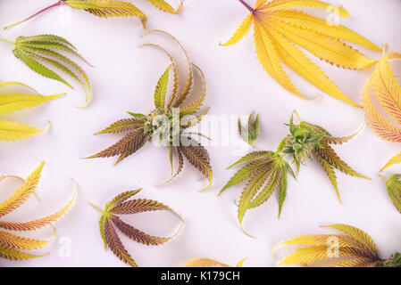 Abstract background with colorful assorted cannabis leaves isolated over white - medical marijuana cultivation concept Stock Photo