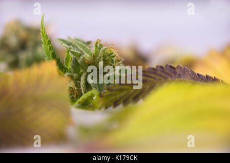 Abstract background with colorful assorted cannabis leaves isolated over white - medical marijuana cultivation concept Stock Photo