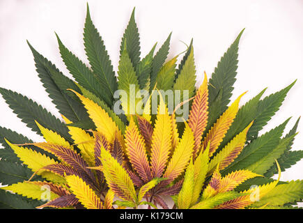 Abstract background with colorful assorted cannabis leaves isolated over white - medical marijuana cultivation concept Stock Photo