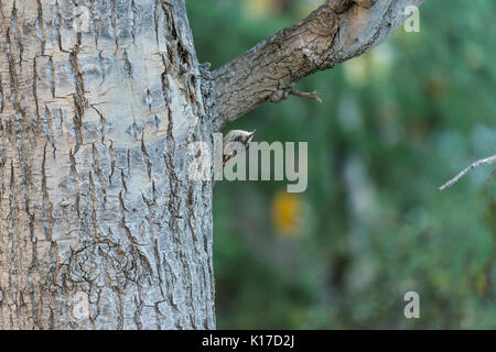 The bar-tailed tree creeper in a forest in Sangla valley in Kinnaur district of Himachal Pradesh, India Stock Photo