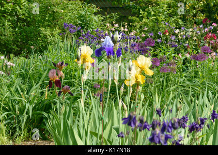 Bearded irises (Iris barbata) and ornamental onions (Allium) Stock Photo