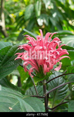 Brazilian plume flower (Justicia carnea syn. Jacobinia carnea) Stock Photo